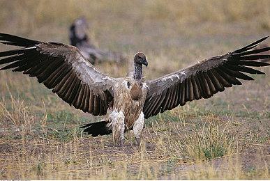 复古恐怖《艾莉莎：导演剪辑版》2月登陆主机平台